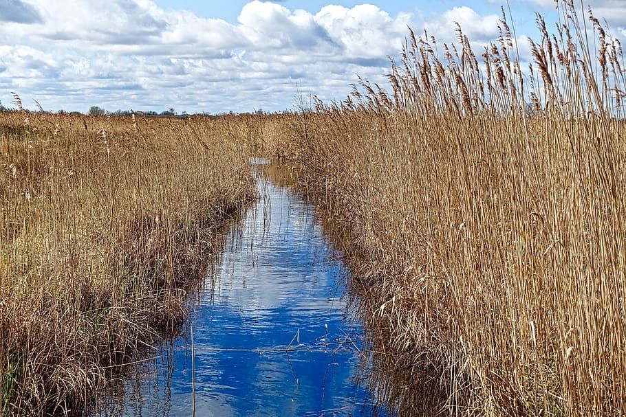 Stream, Waterway, Grasses, Environmental, ecology, brook, creek HD wallpaper