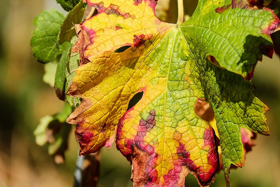 close-up photography of green and yellow leaves, wine leaf HD wallpaper