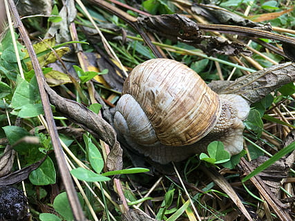 snail, ravlyk, slug, snails, macro, nature, closeup, slimy HD wallpaper
