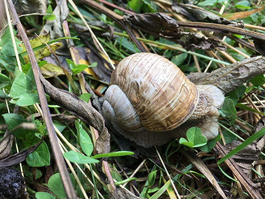 snail, ravlyk, slug, snails, macro, nature, closeup, slimy HD wallpaper