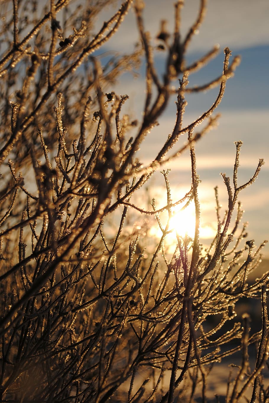 winter, tree, snow, cold, season, december, frost, winter trees HD wallpaper
