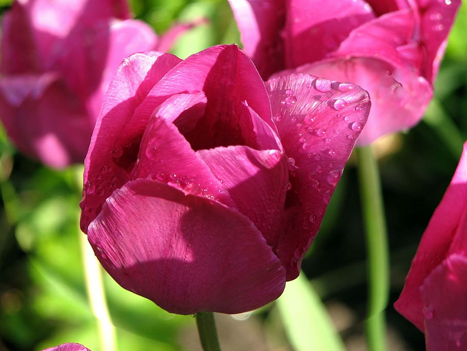 Flower, Tulip, Raindrop, nature, plant, growth, beauty in nature HD wallpaper