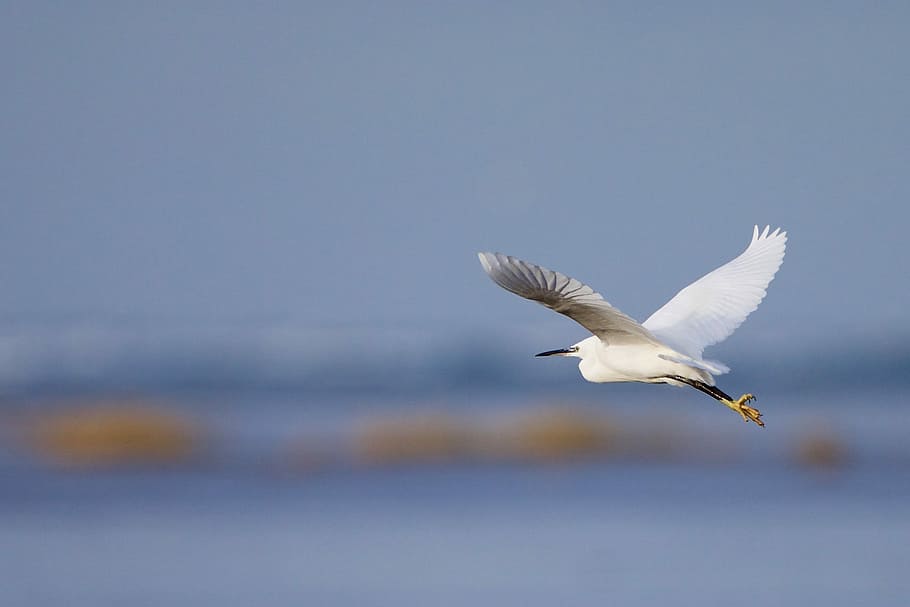 Little egret, little egret flying under blue sky during daytime HD wallpaper