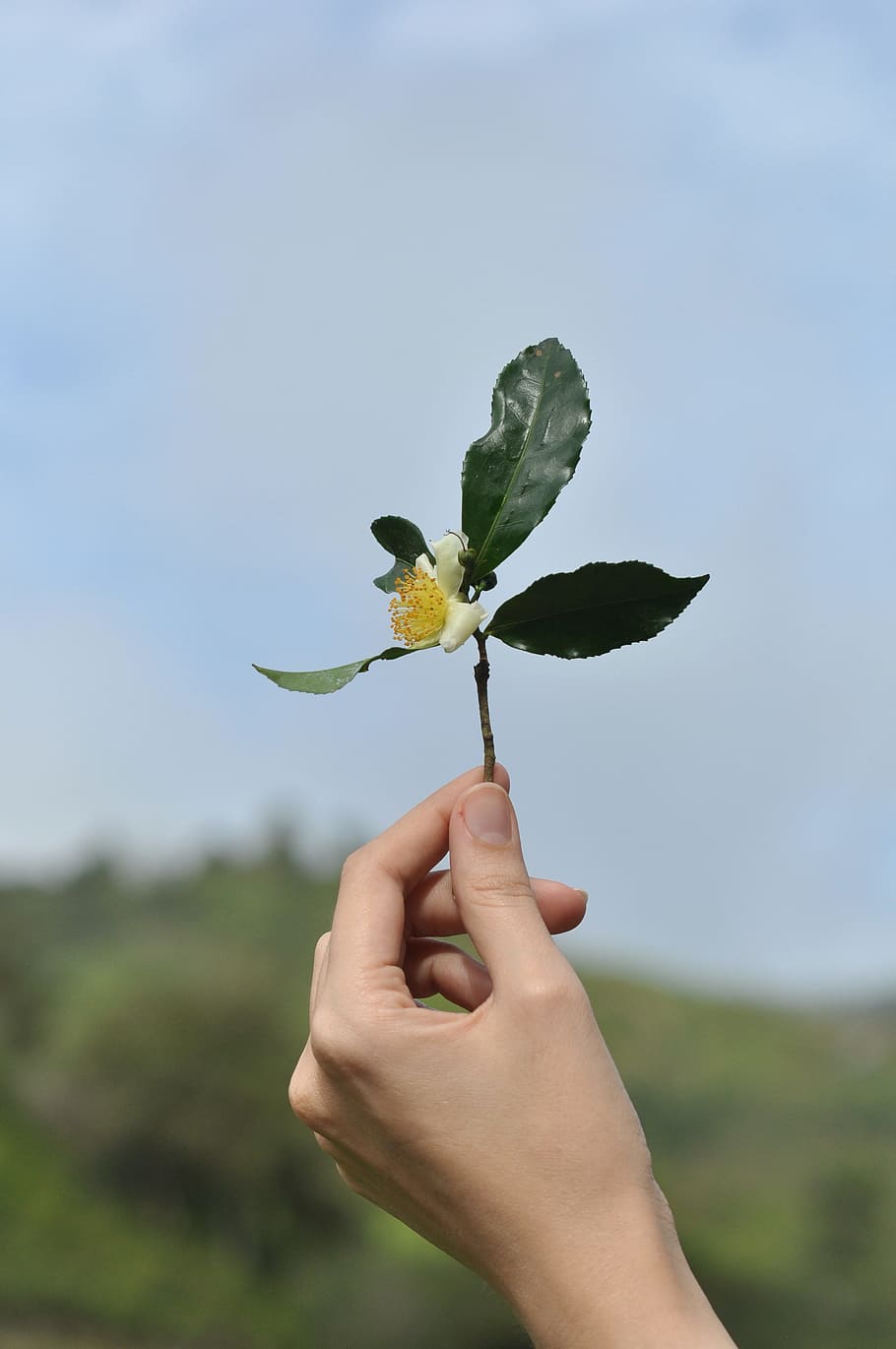 tea flower, tea leaf, human hand, human body part, one person HD wallpaper