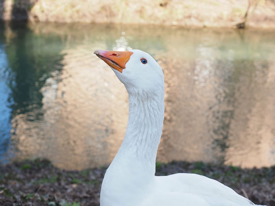 goose, important, courageous, head, neck, bill, animal, white HD wallpaper