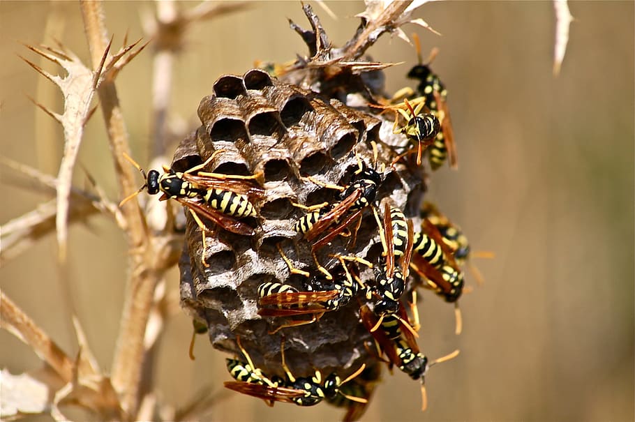 it wasp swarm, diaper, insect, nature, animals in the wild