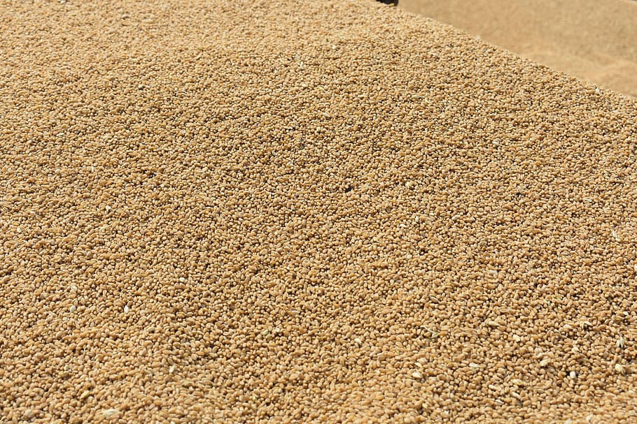 seed, wheat, grain, sand, dry, farmer, summer, sunny, textured HD wallpaper