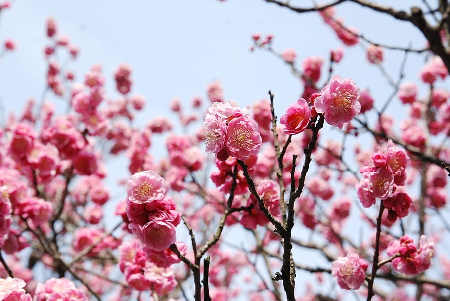 Cherry Blossoms, Cherry Flowers, cherry tree, nature, pink Color HD wallpaper