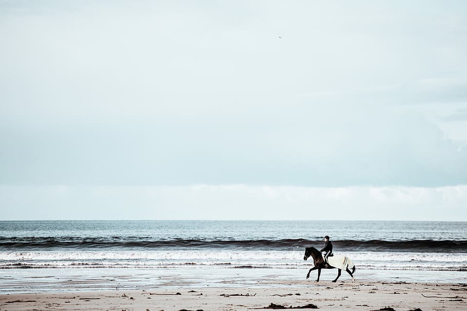 person riding on horse running in seashore, man riding horse at shore HD wallpaper