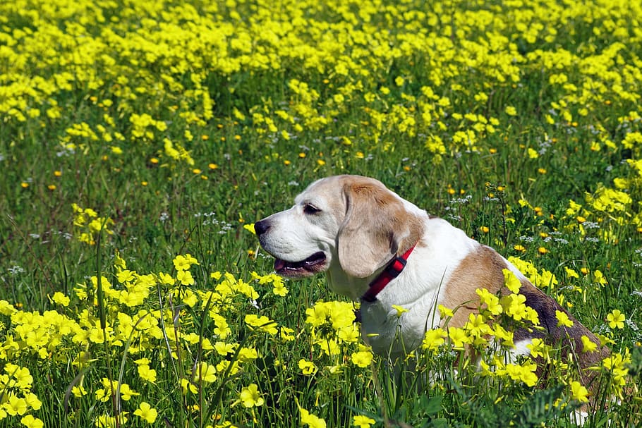 beagle, dog, snuff, hound, friend, elderly, old, portrait, nose HD wallpaper