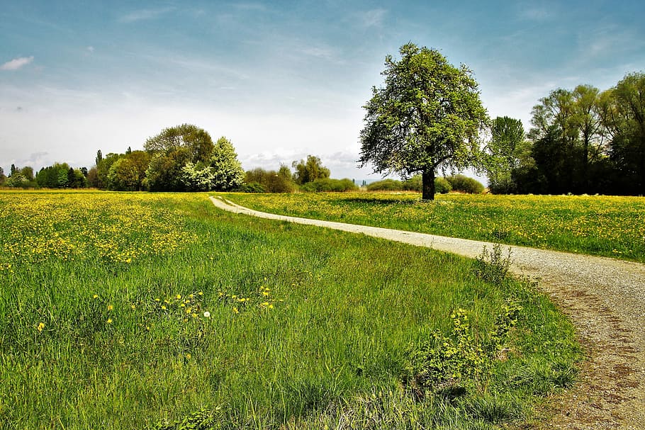 pathway surrounded with grass fields, spring, the beasts of the field