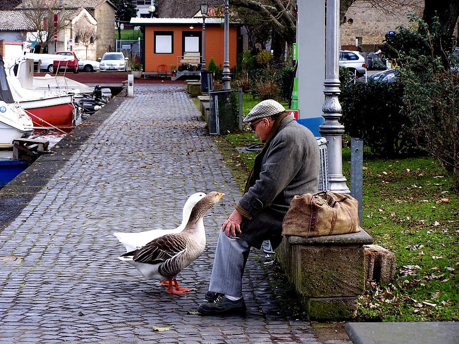 geese, dialogue, couples, architecture, bird, vertebrate, one person HD wallpaper