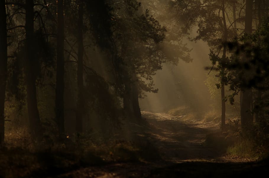 forest during daytime, dark, nature, view, morning, mystery HD wallpaper