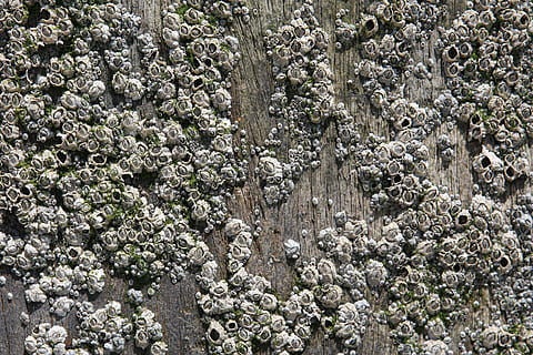 aquatic, background, barnacles, closeup, copyspace, creatures HD wallpaper