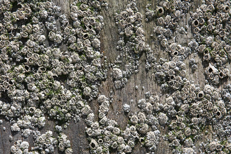 aquatic, background, barnacles, closeup, copyspace, creatures HD wallpaper
