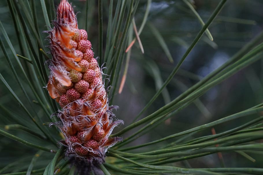 pine, tree, sprouts, growth, close-up, plant, focus on foreground HD wallpaper