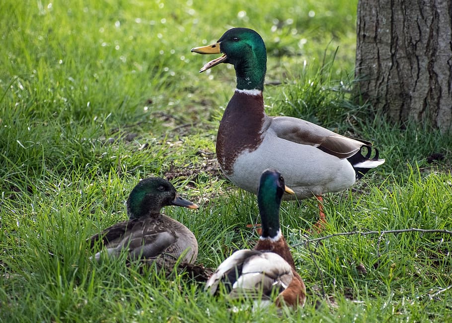 Duck, Mallard, Grass, three, bird, animals in the wild, animal themes HD wallpaper