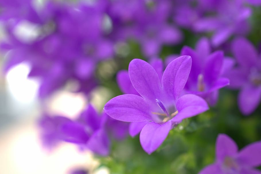purple Browallia flowers macro photography, spring, garden HD wallpaper