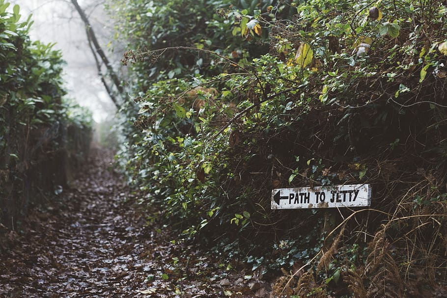 path to jerry signage near green leaf plants, road with path to jetty signage HD wallpaper