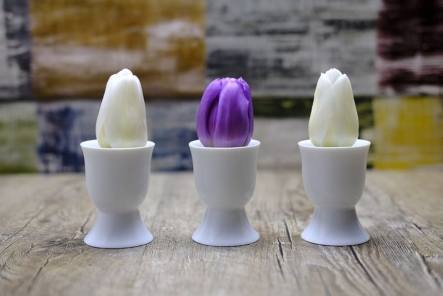 tulips, flowers, spring, egg cups, easter, violet, white, background HD wallpaper