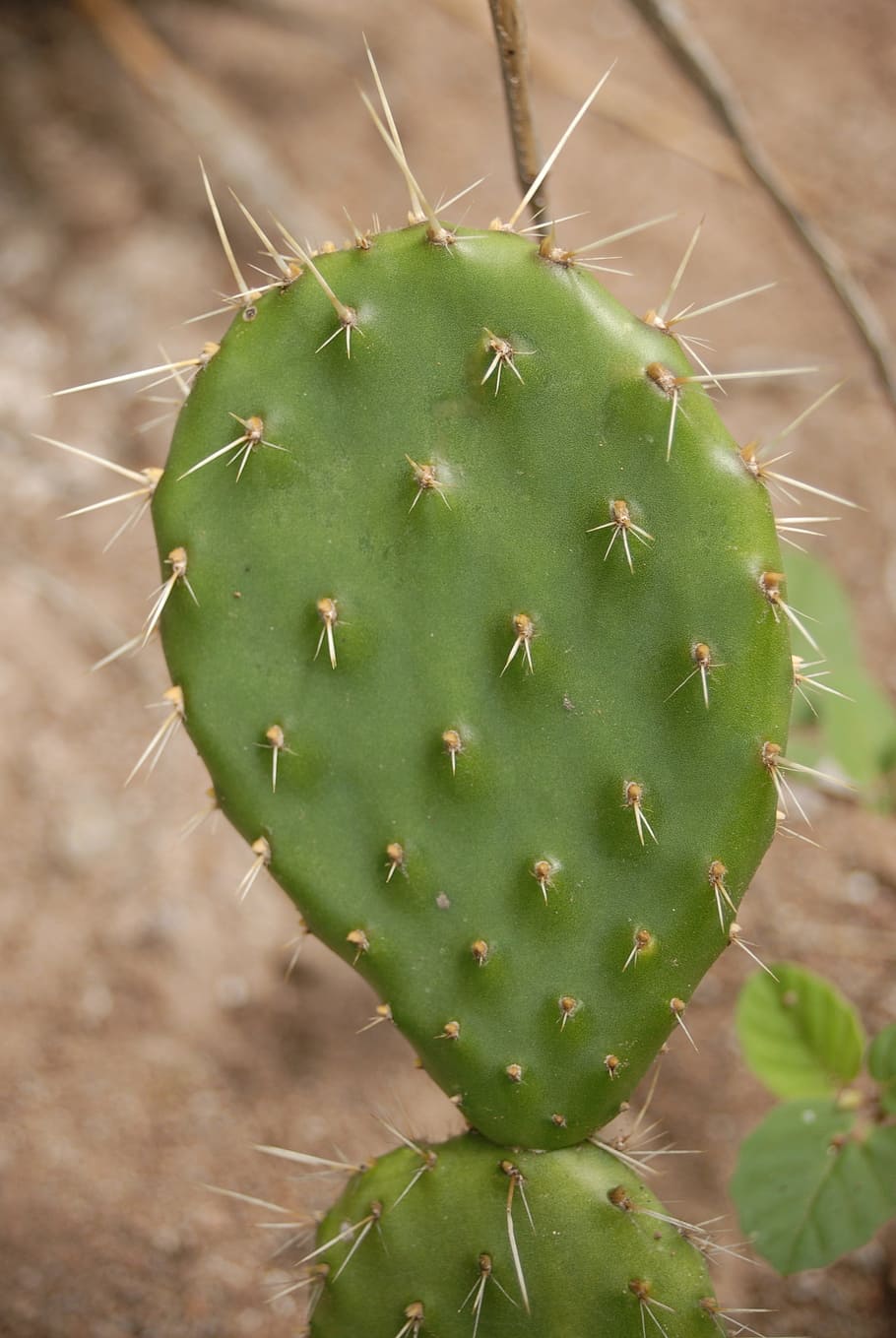 cactus, thorns, nature, succulent plant, spiked, green color HD wallpaper