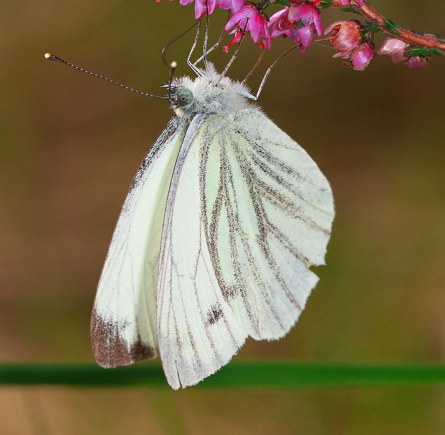 butterfly, nature, bug, close-up, flower, focus on foreground HD wallpaper