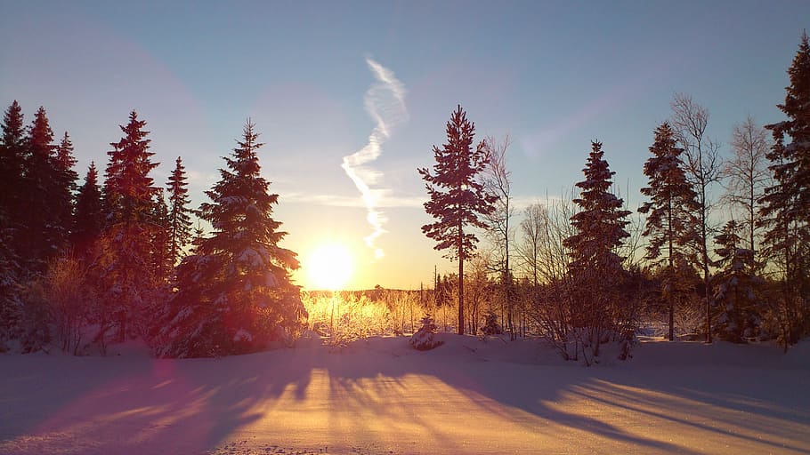 green leafed trees, winter, solar, snow, landscapes, västerbotten, HD wallpaper