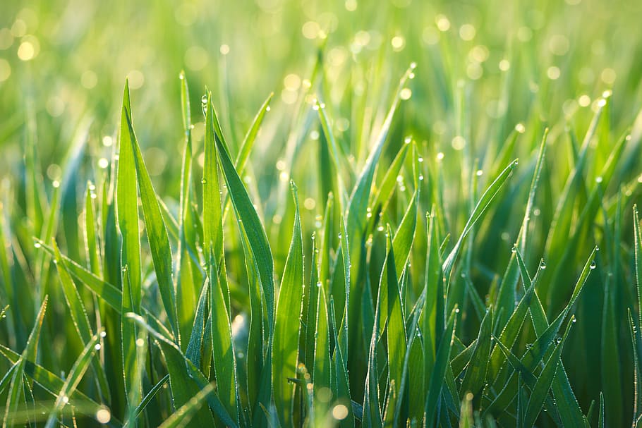 closeup photo of green grass, morgentau, dewdrop, meadow, drip HD wallpaper
