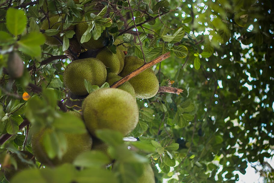 jackfruit, food, tropical, fresh, sweet, organic, natural, healthy, HD wallpaper