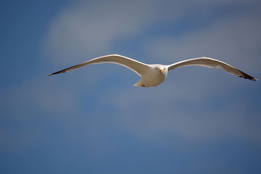 Seagull, Sea, Animal, sky, ornithology, nature, fauna, ocean HD wallpaper