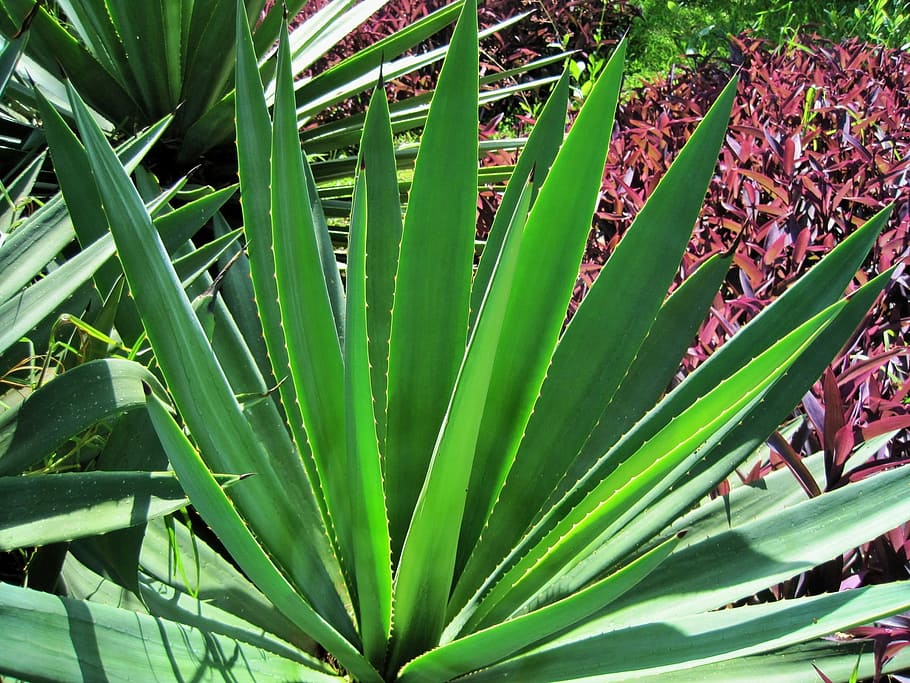 Plant, Base, Leaves, Spiky, Sisal, thick, growth, leaf, green color, HD wallpaper