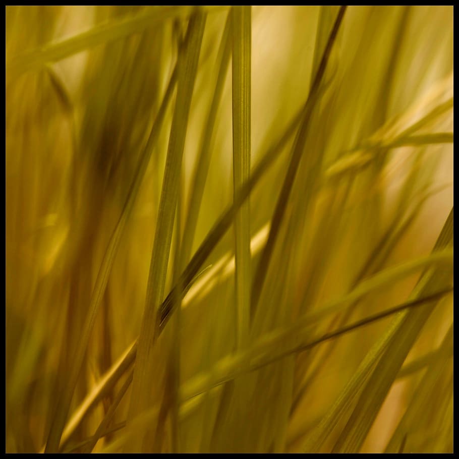 grass, stone, grasses, reed, plant, green, nature, growth, no people HD wallpaper