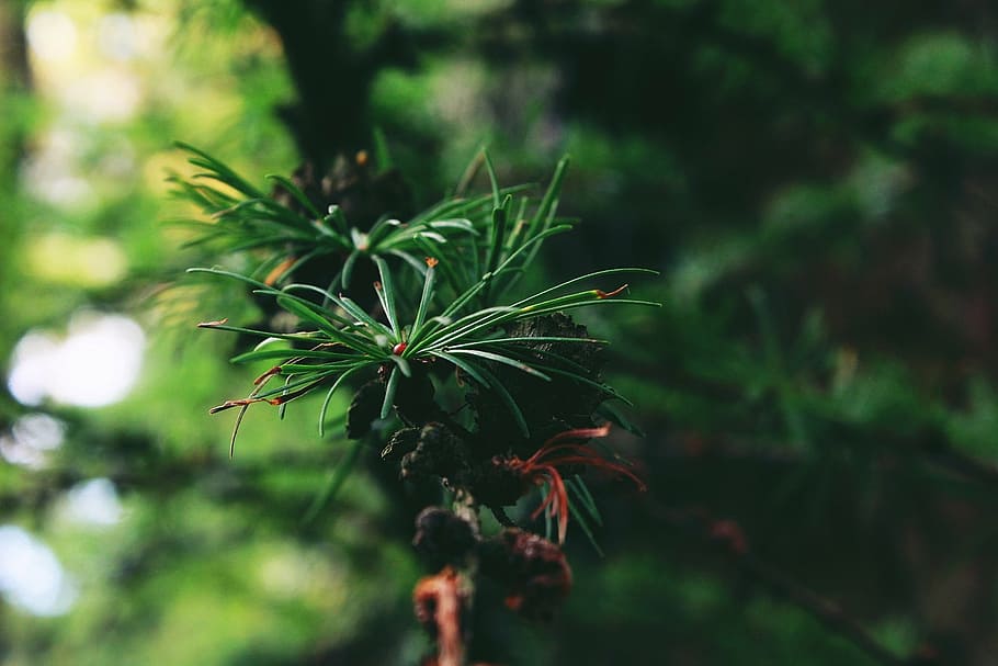 tree, tap, forest, conifer, nature, green, plant, immergrüner tree HD wallpaper