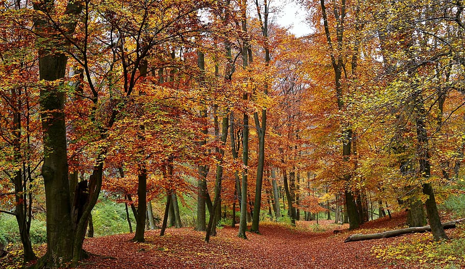 forest, autumn, trees, plant, change, beauty in nature, land HD wallpaper