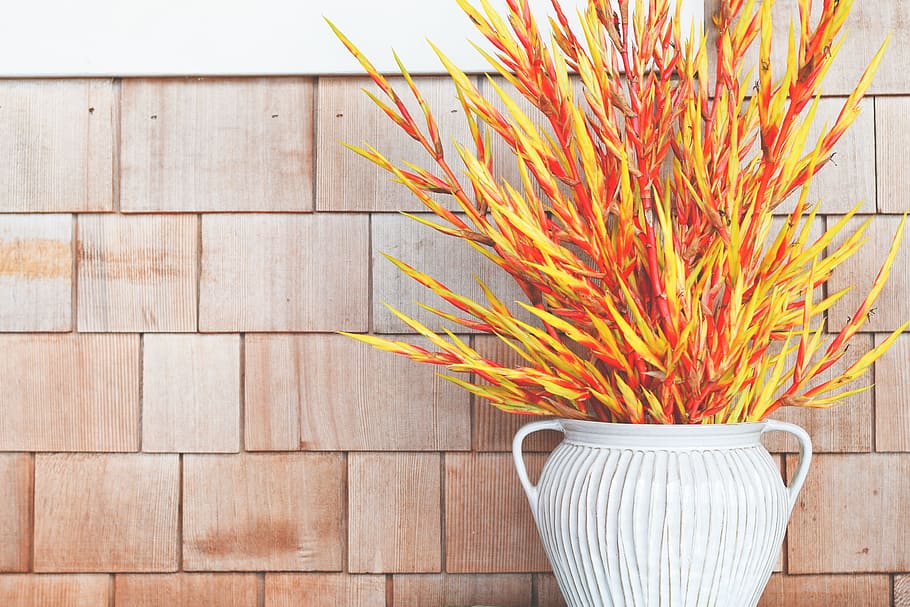 Green and Orange Plant Near Wall, abstract, art, background, blooming HD wallpaper
