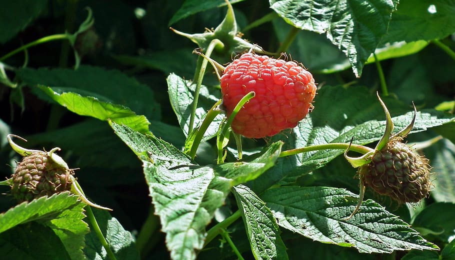 nature, leaf, fruit, eating, summer, plant part, food, food and drink HD wallpaper