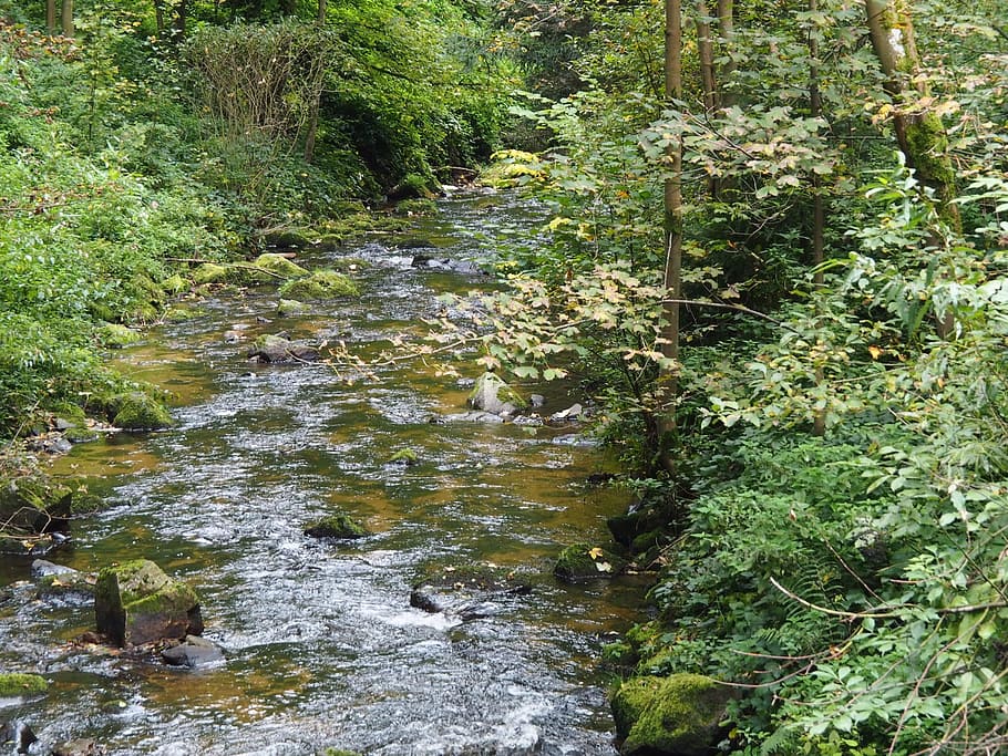 bach, river, forest, landscape, autumn, green, blatter, water HD wallpaper