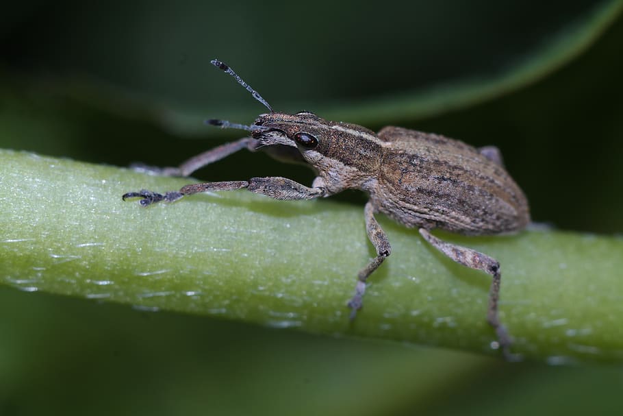 insect, beetle, macro, closeup, nature, meadow, animal themes HD wallpaper