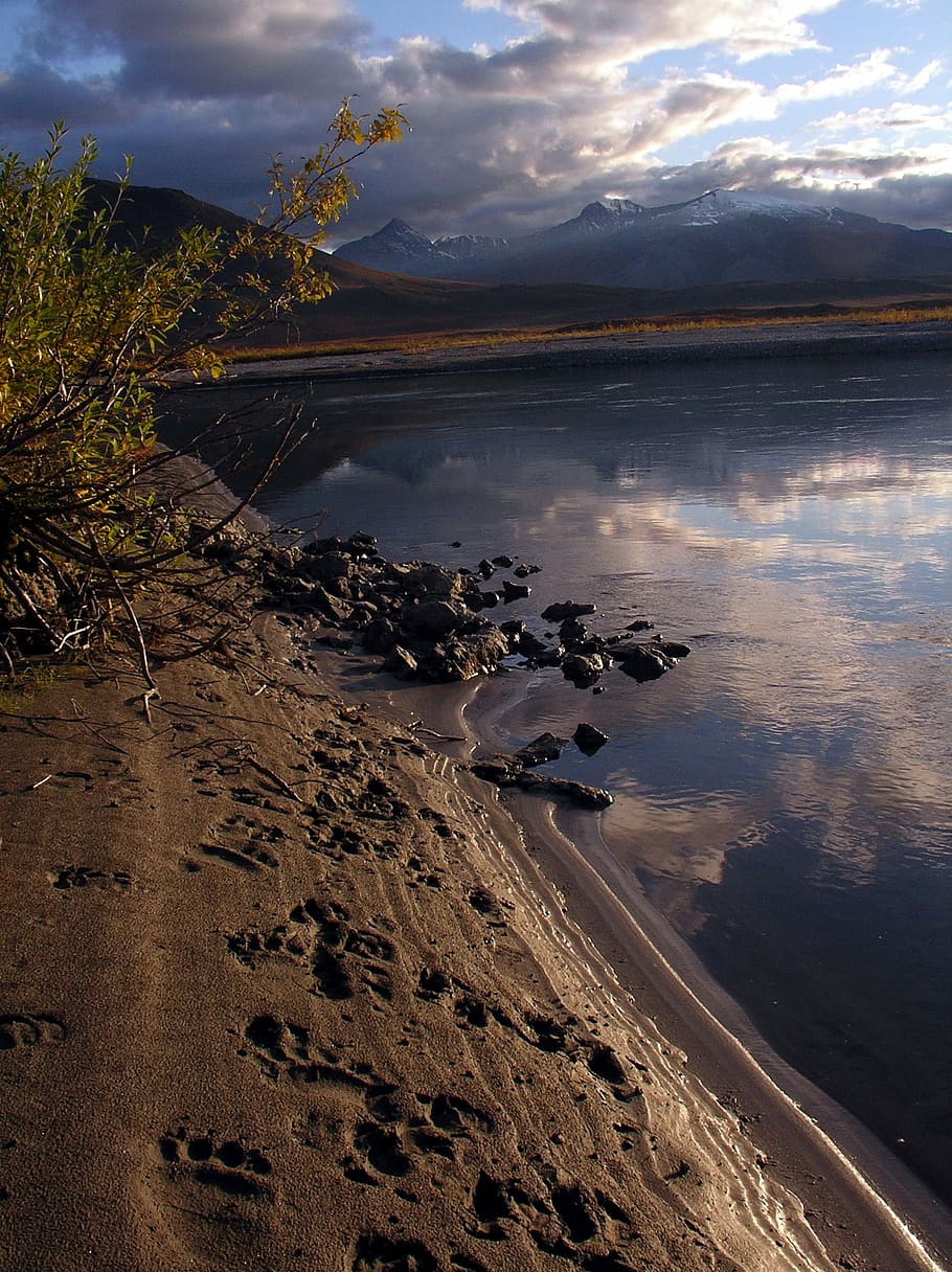 Bear Tracks along the lake at Gates of Arctic National Park, Alaska, HD wallpaper