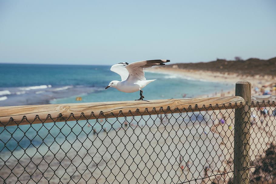 bird on fence spreading its wings, white bird on brown wooden fence near sea HD wallpaper