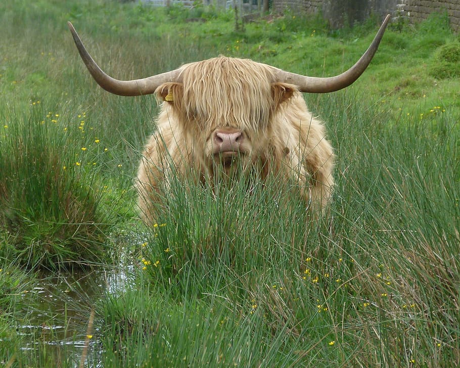 cow, cattle, highland cattle, fringe, animal, farm, agriculture, HD wallpaper