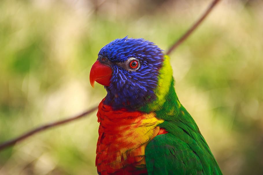 selective focus photography of blue, red, and green bird, closeup photo of blue, green, and red short-beak bird HD wallpaper