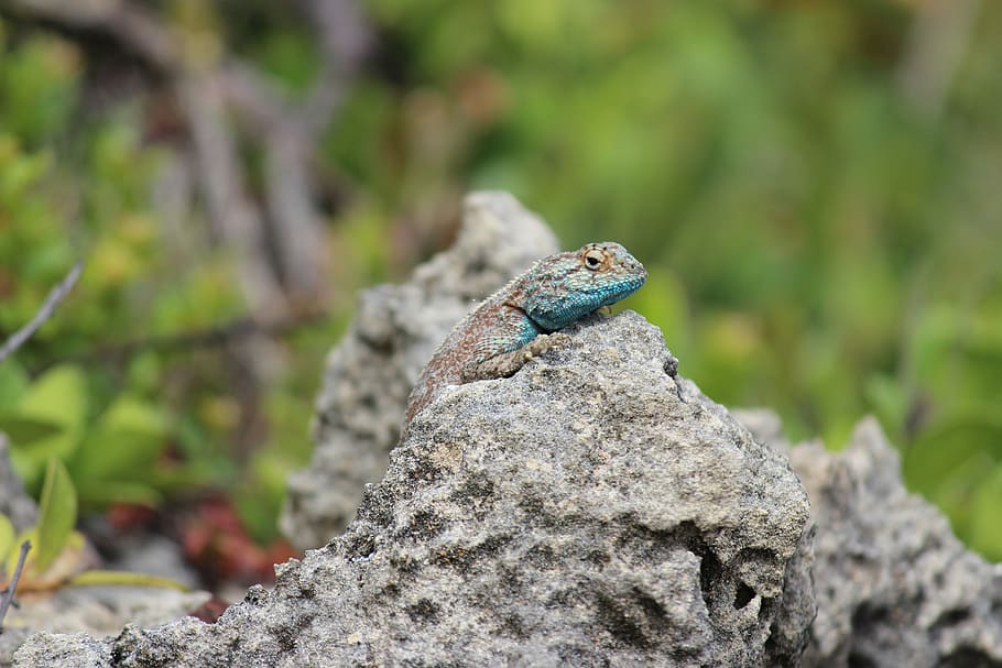 Chameleon camouflaging on rock, stone, lizard, reptile, tree HD wallpaper