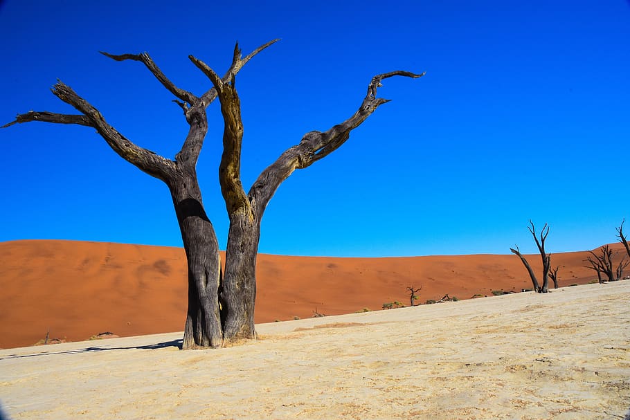 namibia, dead vlei, desert, africa, climate, scenics - nature, HD wallpaper