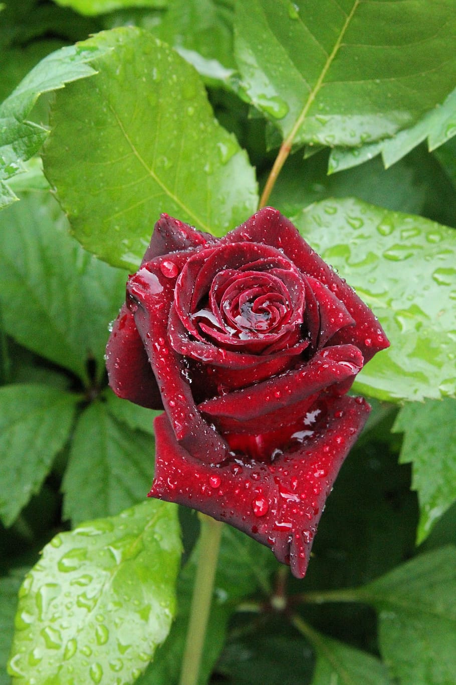samtrot, confession, rose bloom, drip, romantic, flowers, love HD wallpaper