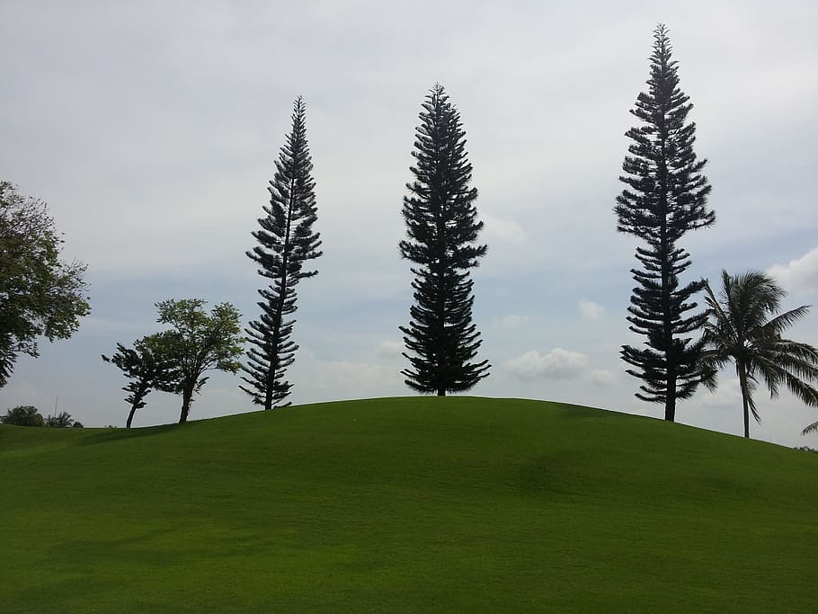 this mood of, greenery, plant, beauty in nature, sky, growth HD wallpaper