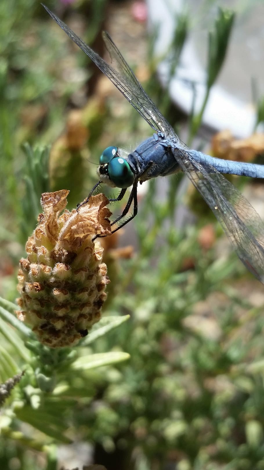dragonfly, flower, grass, insect, nature, plant, green, bug HD wallpaper