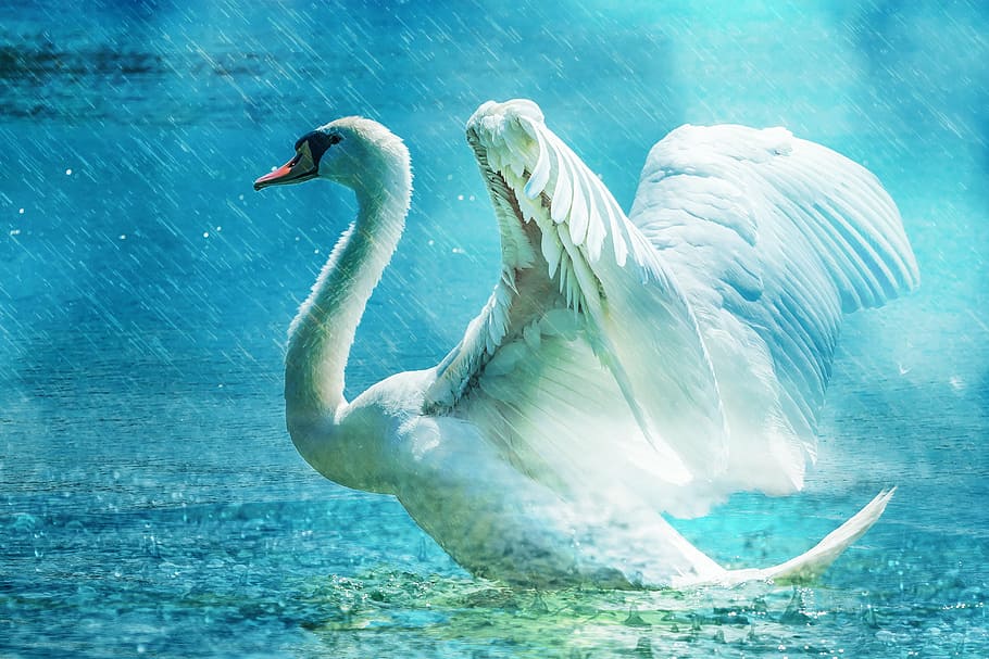 white swan illustration, beautiful, water, rain, elegant, bird, HD wallpaper