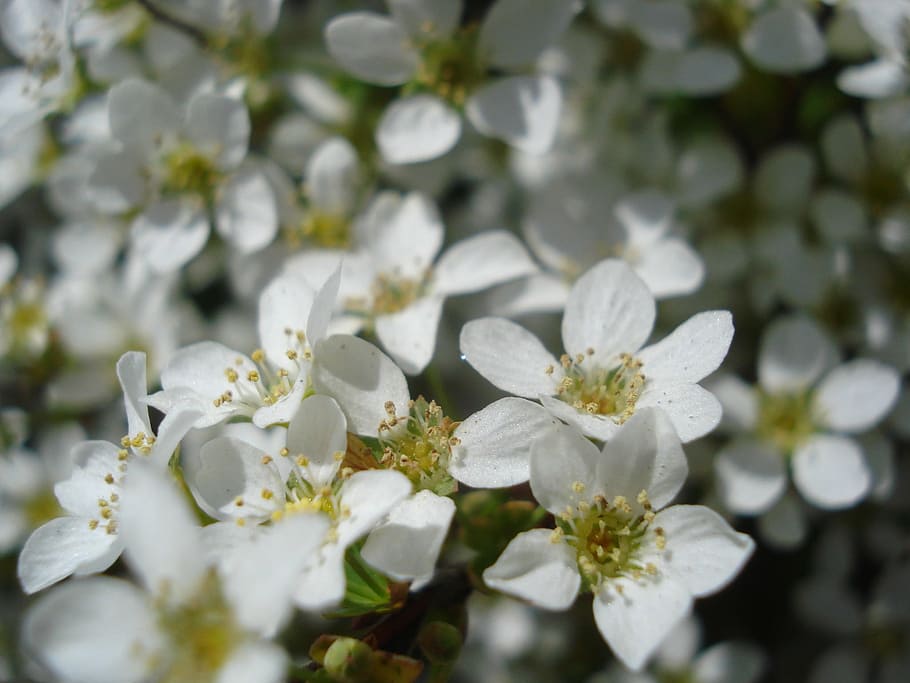 flower, flowering, white, spring, detail, nature, springtime HD wallpaper