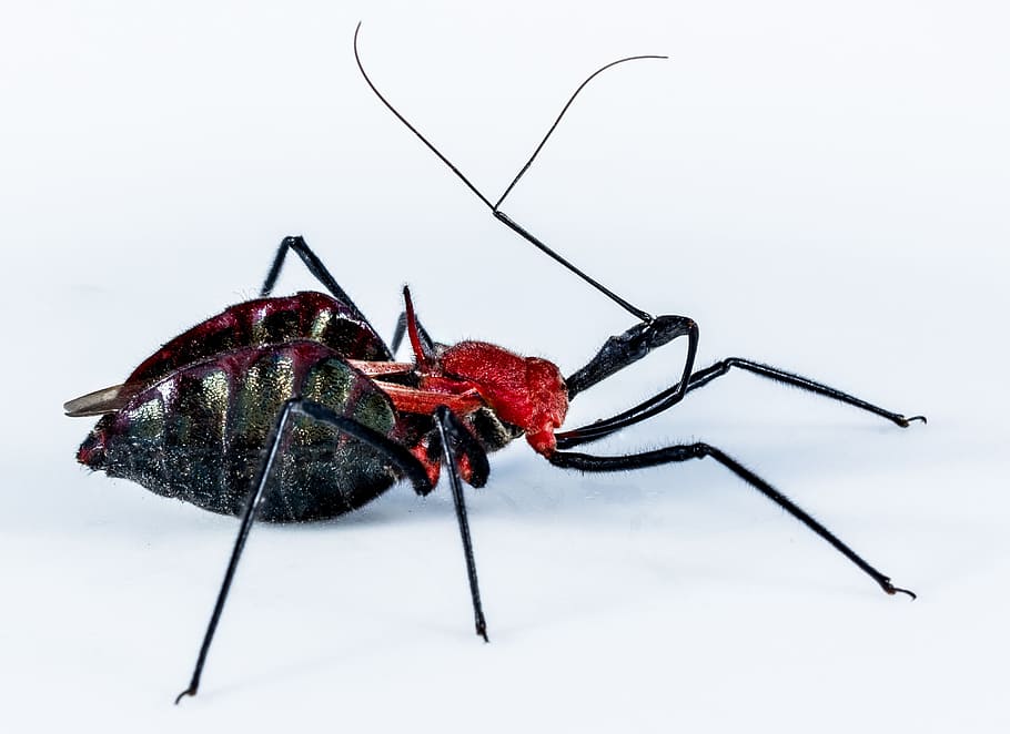 Beetle, Insect, Arachnid, Exotic, Close, black, red head, animal HD wallpaper